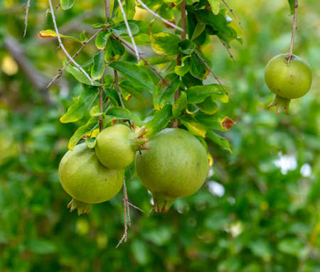 Pomegranate fruit on a tree branch.の写真素材