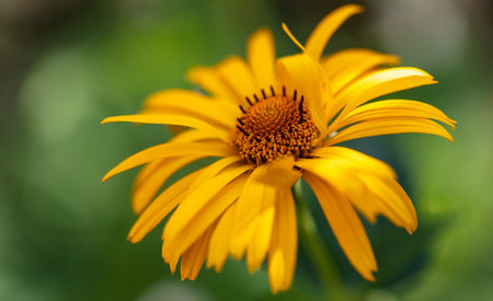 Yellow flower in the park in summer. Close-upの写真素材