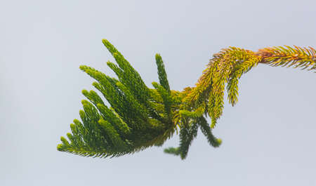 Decorative pine branch against the sky. Natureの写真素材