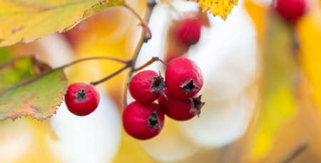 Ripe red hawthorn on a plant in autumn.の写真素材