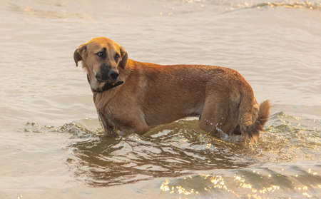 The dog bathes in the water of the sea.