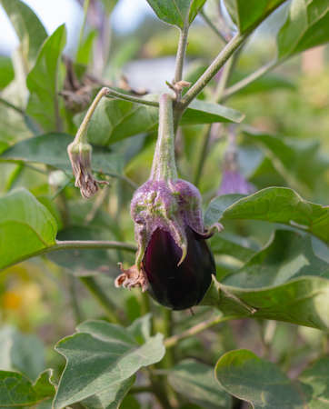 Eggplant on a plant in a vegetable garden. Close-upの写真素材