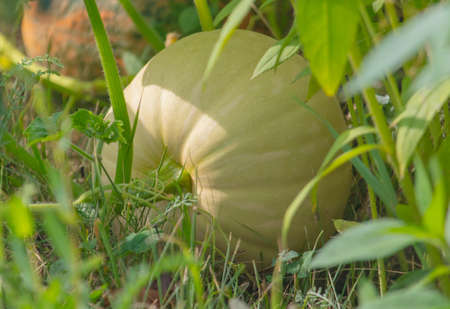 Pumpkin on the ground in the garden. Close-upの写真素材