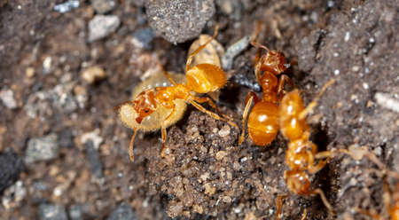 Ants with eggs on the ground. Macro