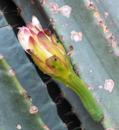 Flower on a cactus plant. Close-upの写真素材
