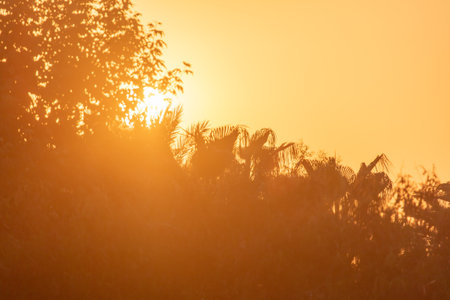 Silhouette of trees at sunset .Natureの写真素材