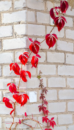 Red leaves on a brick wall in autumn. Backgroundの写真素材