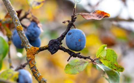 Ripe black plum on a plant in autumn.の写真素材