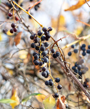Ripe black grapes on a plant in autumn.
