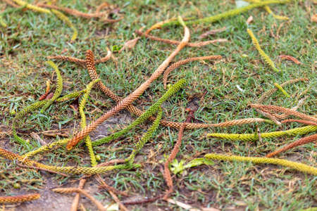 Decorative pine branches on the lawn. Natureの写真素材