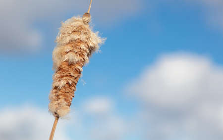 Fluff on the reeds against the blue sky. Winterの写真素材