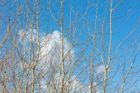 Bare branches on a tree against a blue sky. Winterの写真素材