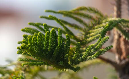 Ornamental pine tree in the tropics. Nature