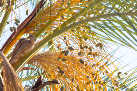 Dates on a palm tree. Tropicsの写真素材
