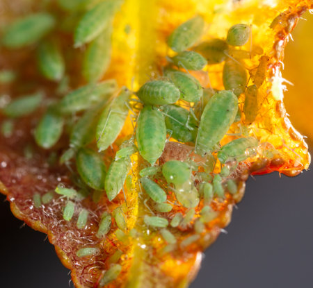 Close-up of aphids on a tree leaf. Macro