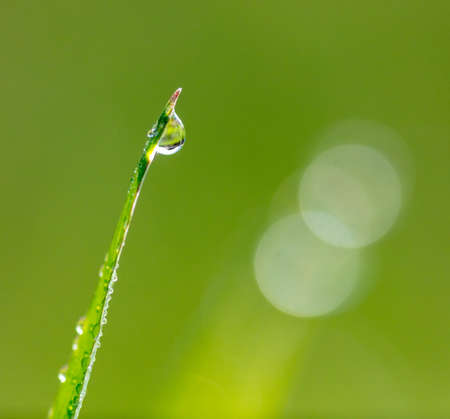 Water drops on green grass. Close-upの写真素材