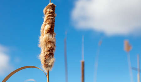 Fluff on the reeds against the blue sky. Winterの写真素材