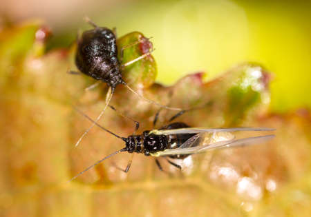 Aphid with wings on a leaf of a tree. Macroの写真素材