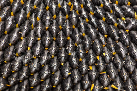 Black seeds in a sunflower as a background. Macro