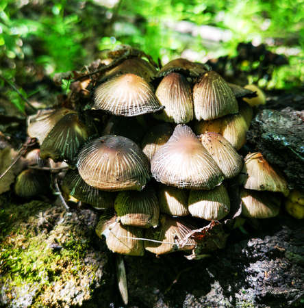 Inedible mushroom in the forest. Natureの写真素材