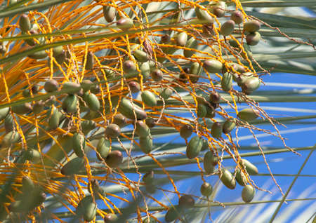 Dates on a palm tree. Tropics