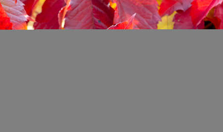 Red leaves on the hedge in autumn. Backgroundの写真素材