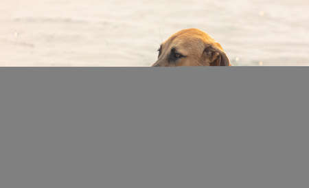 The dog bathes in the water of the sea.の写真素材