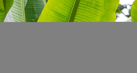 Large green banana leaf on the nature as a background.の写真素材