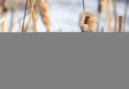 Fluff on the reeds in nature. Winterの写真素材