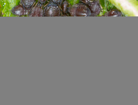 Aphids on a leaf of a tree. Macro