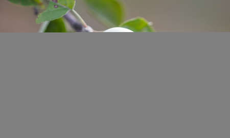 Apples on tree branches in summer. Close-upの写真素材