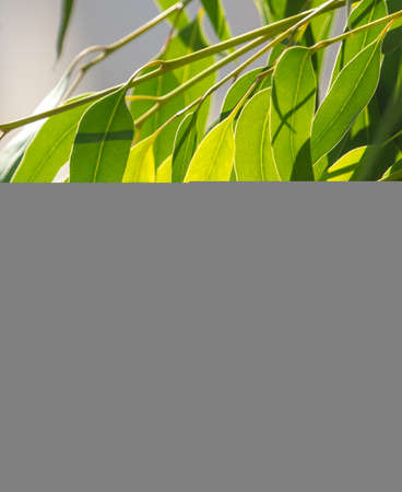 Eucalyptus tree leaves in nature. Tropicsの写真素材