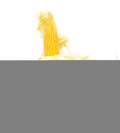 Ripe ear of corn isolated on a white background. Close-upの写真素材