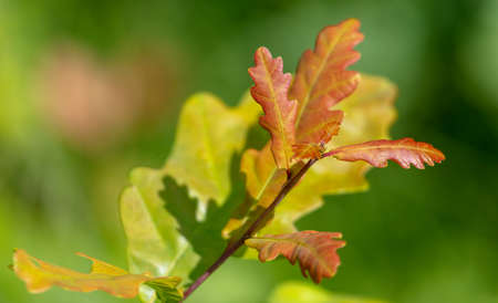 Red leaves on a branch of an oak in summer. Nature