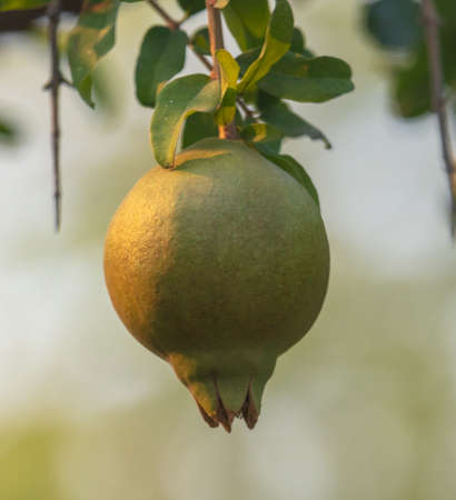 Pomegranate fruit on a tree branch.の写真素材