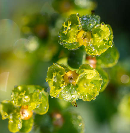 Dew drops on a small yellow flower. Macroの写真素材
