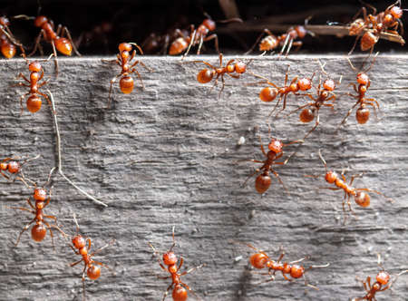 Red ants on a wooden board. Close-up