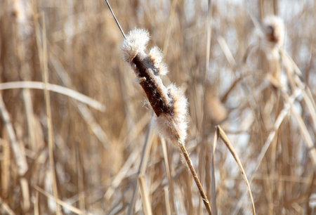 Fluff on the reeds in nature. Winterの写真素材