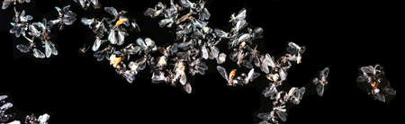 Dead flies on a black background. Macro
