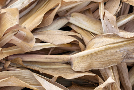 Yellow leaves of corn in autumn. Close-up
