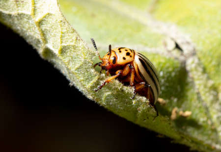 Colorado potato beetle on an eggplant plant. Close-up
