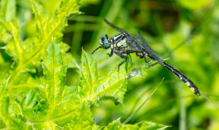 Dragonfly on a green leaf outdoors in summer. Close-up