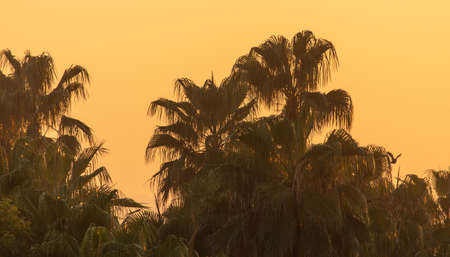 Silhouette of palm trees at sunset .Natureの写真素材
