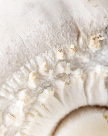 Champignon mushroom as an abstract background. Close-upの写真素材