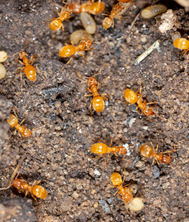 Yellow ants on the ground. Macro