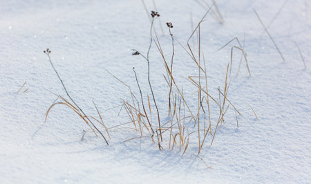 Dry grass in the snow in winter. Close-upの写真素材