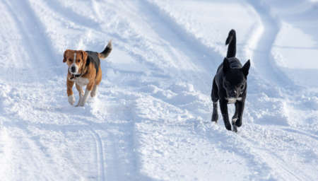 Two dogs runs in the snow in winter.