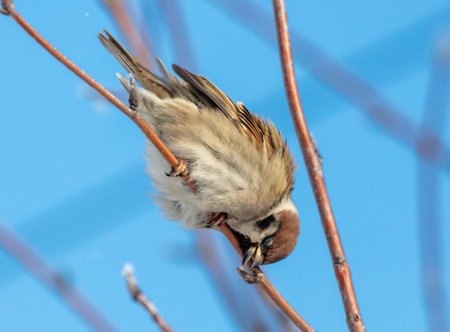 Portrait of a sparrow on a tree branch against a blue sky.の写真素材