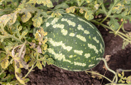 Ripe watermelon on the ground in the garden. Close-upの写真素材