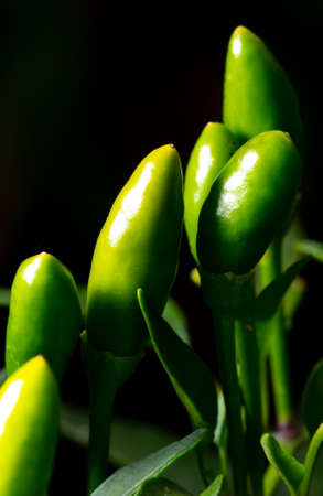 Bitter chili pepper in the garden. Close-upの写真素材